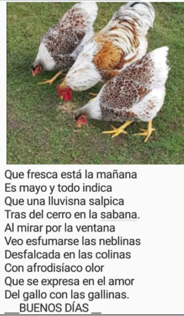 Poema Buenos dias con gallinas.