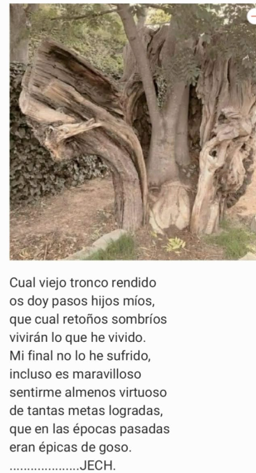 Poema sobre un viejo tronco firmado J.E.C.H.